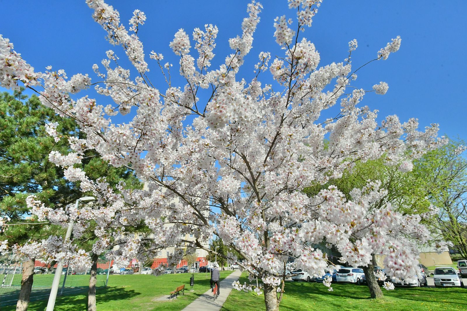 Kora tavaszi napsütés Székesfehérvár parkjaiban